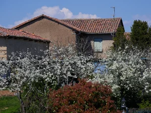 Casas rurales con árboles en flor en la Ruta D de La Sobarriba (León)