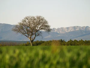 Árbol solitario con la sierra al fondo en la Ruta D de La Sobarriba (León)