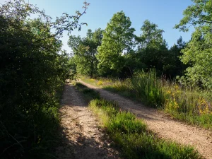 Camino entre arbolado en la Ruta B de La Sobarriba (León)