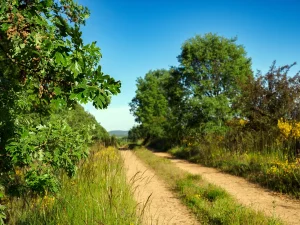 Pista de tierra entre campos verdes en la Ruta B de La Sobarriba (León)