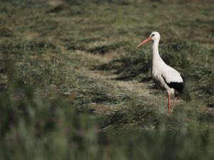 Cigüeña blanca en un prado en una ruta de La Sobarriba (León)