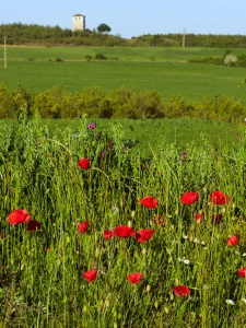 Campo de amapolas con una torre al fondo en la Ruta C de La Sobarriba (León)