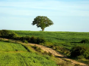 Árbol solitario en una loma verde en la Ruta A de La Sobarriba (León)