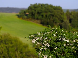 Árbol en flor y campos en la Ruta A de La Sobarriba (León)