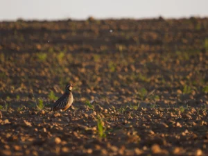 Ave sobre un campo labrado, fauna de La Sobarriba (León)