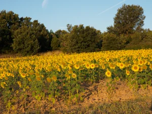 Campo de girasoles con arbolado al fondo en la Ruta A de La Sobarriba (León)