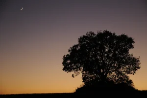 Árbol en silueta recortado al atardecer en la comarca de la Sobarriba (León)