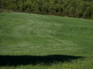 Campo de cereal verde con textura de espigas en la comarca de la Sobarriba (León)