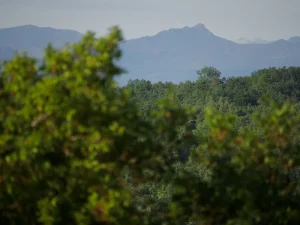 Paisaje con montañas al fondo tras el arbolado en la comarca de la Sobarriba (León)