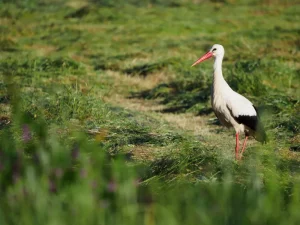 Cigüeña blanca posada en un prado en la comarca de la Sobarriba (León)