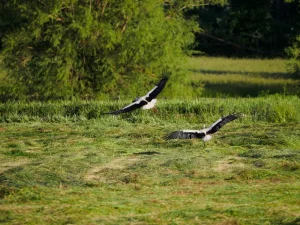 Cigüeña blanca en vuelo con las alas extendidas en la comarca de la Sobarriba (León)