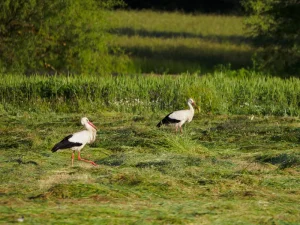 Pareja de cigüeñas blancas en un prado en la comarca de la Sobarriba (León)