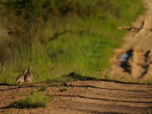 Perdices rojas en un camino de tierra en la comarca de la Sobarriba (León)