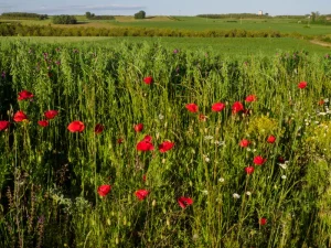 Campo de amapolas rojas en flor en primavera en la comarca de la Sobarriba (León)