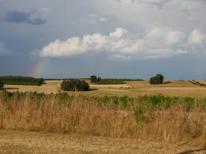 Arcoíris sobre campos de cereal tras la lluvia en la comarca de la Sobarriba (León)