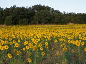 Campo de girasoles con arbolado al fondo en la comarca de la Sobarriba (León)