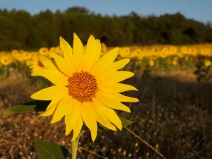 Primer plano de un girasol en flor en la comarca de la Sobarriba (León)
